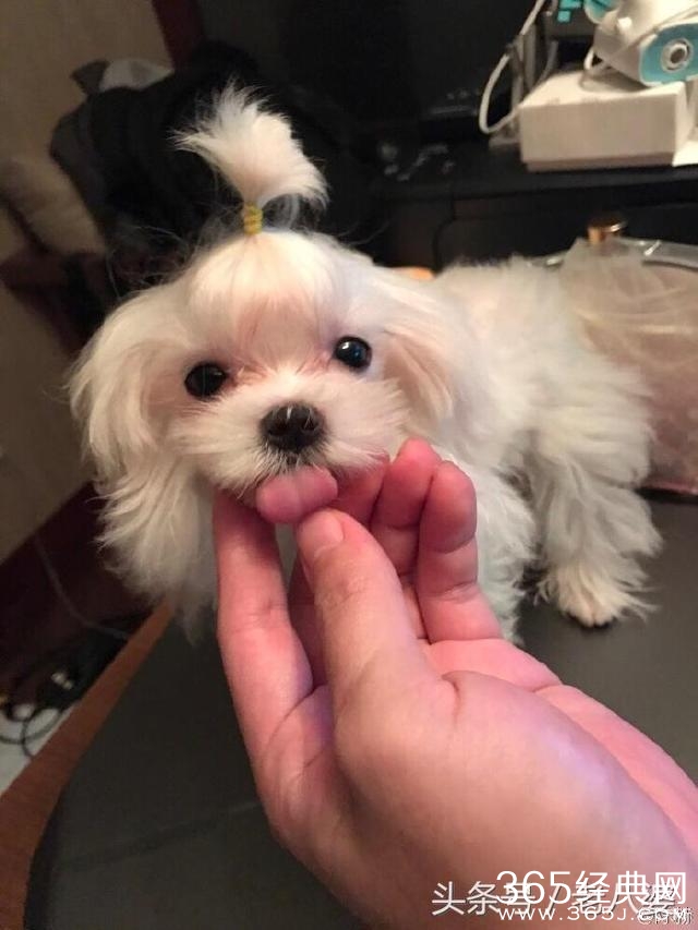 刚当爸爸的陈赫晒宠物狗萌照 网友:看孩子去_