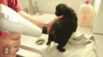 小狗一洗澡就咬人,怎么办?