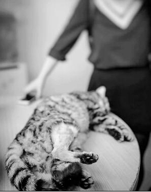 阿瀚照片资料杀猫动机 男室友虐杀猫咪监控视频