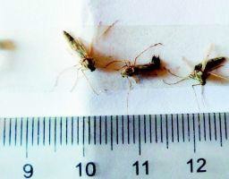 每只“蚊子”身长大约一厘米 本报记者寇宁摄