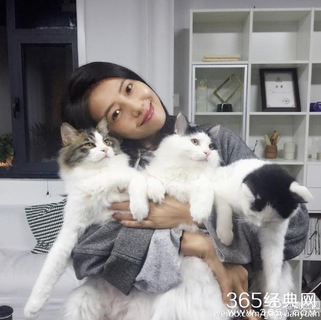 高圆圆与猫咪合影