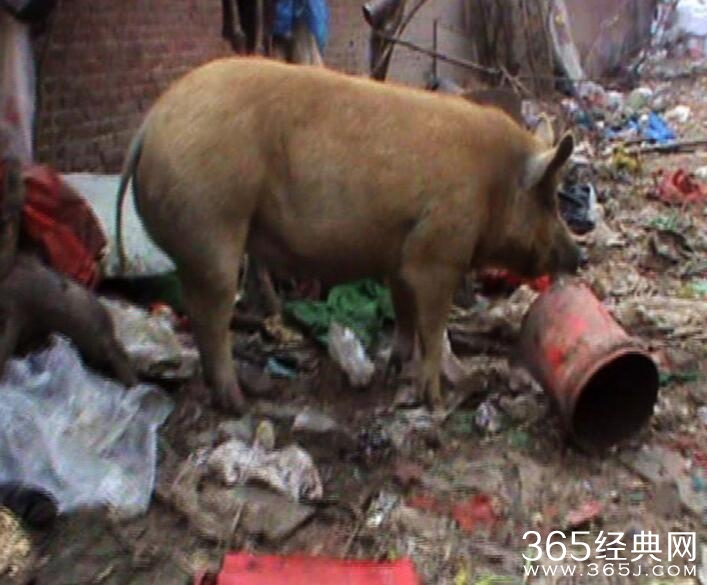 老人胡同散养猪50年臭气熏天图片曝光