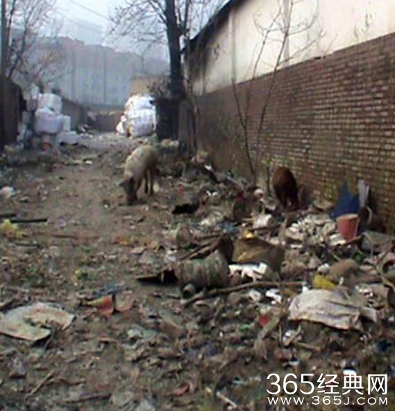 老人胡同散养猪50年臭气熏天图片曝光