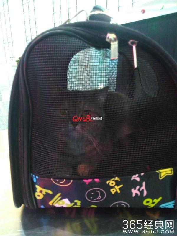 杭州一女大学生肚子藏猫扮孕妇去坐火车 火车上能带猫吗