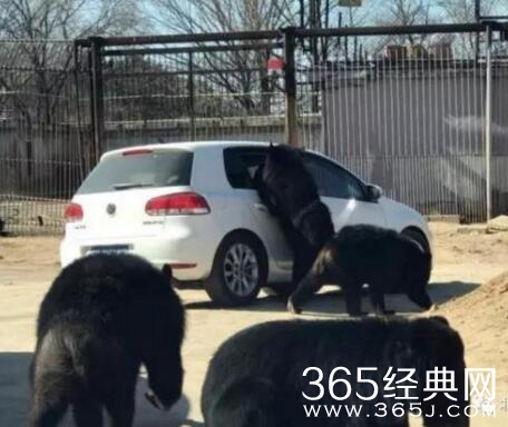 北京八达岭野生动物园多只黑熊微车熊爪伸进车视频