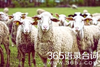 励志故事：别追不累的羊