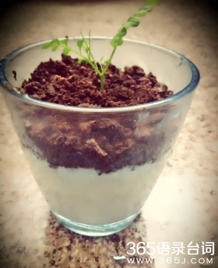 盆栽酸奶很有爱