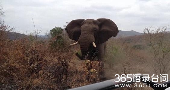 愤怒的公象袭击车窗