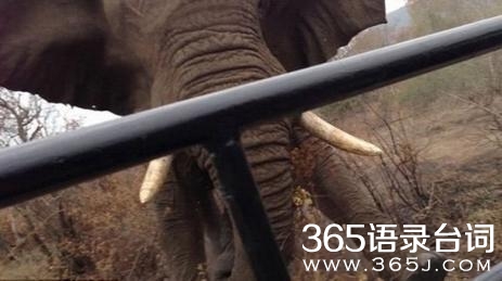 游客南非自拍被公象攻击