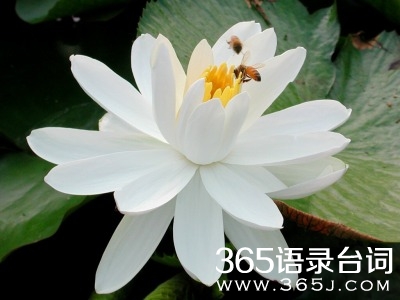 仓央嘉措我是凡尘最美的莲花经典语录