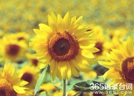 10句唯美的治愈系正能量语录