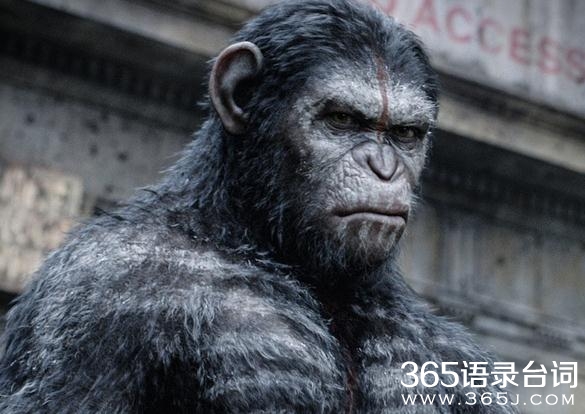 猩球崛起2观后感:拒绝逗比,从猩猩做起_猩球崛起2黎明之战精彩影评