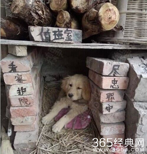 每日休闲时刻 进击的人类