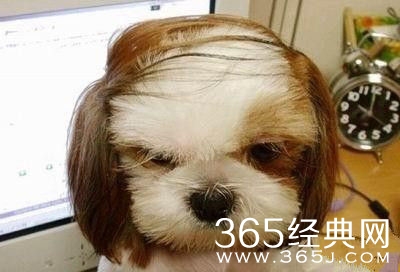 每日休闲时刻 进击的人类