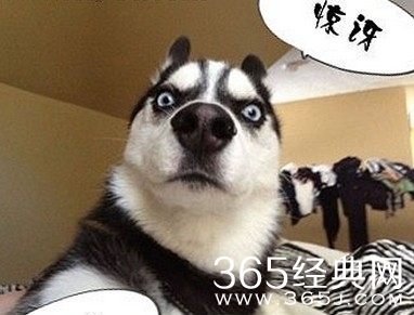 测试你的二货程度