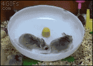 每日休闲时刻 逗比总能自娱自乐