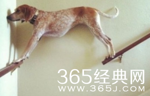 每日休闲时刻 逗比总能自娱自乐