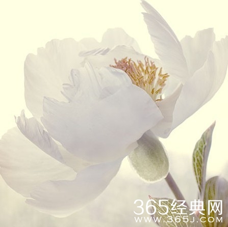 一缕青丝为谁系，一束秀发为谁落