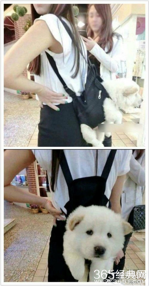 今天在动物园 我跟黑猩猩闹崩了