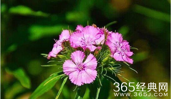 人生感悟：10句话让你看透生活明白爱情