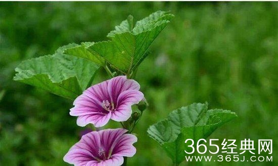 人生感悟:10句话让你看透生活明白爱情