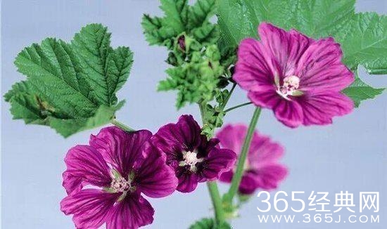 人生感悟：10句话让你看透生活明白爱情