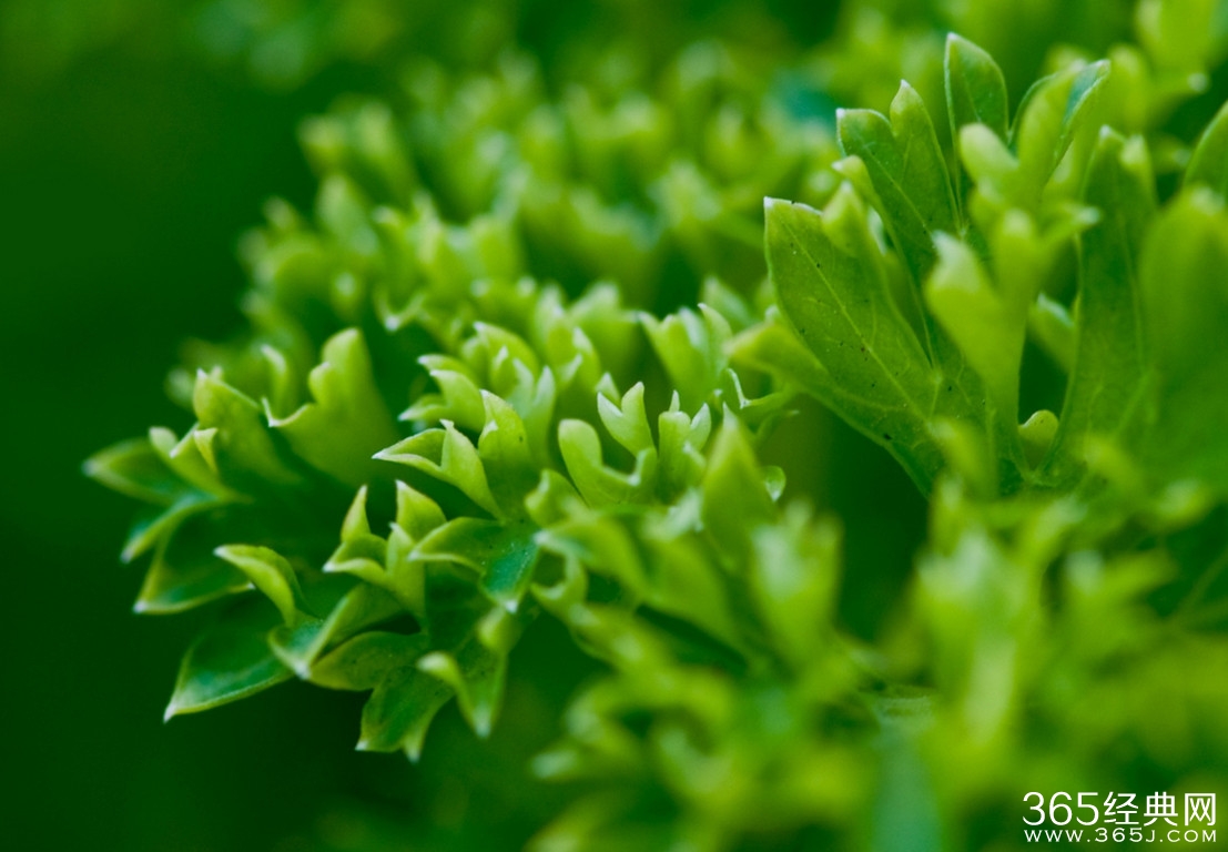 经典美文：生活是什么