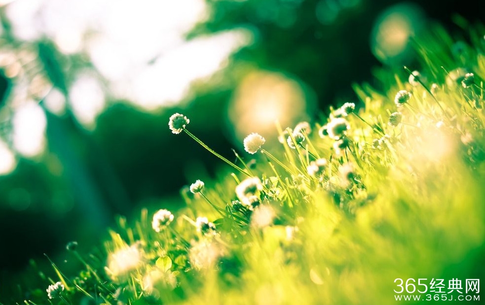 经典美文：生活是什么