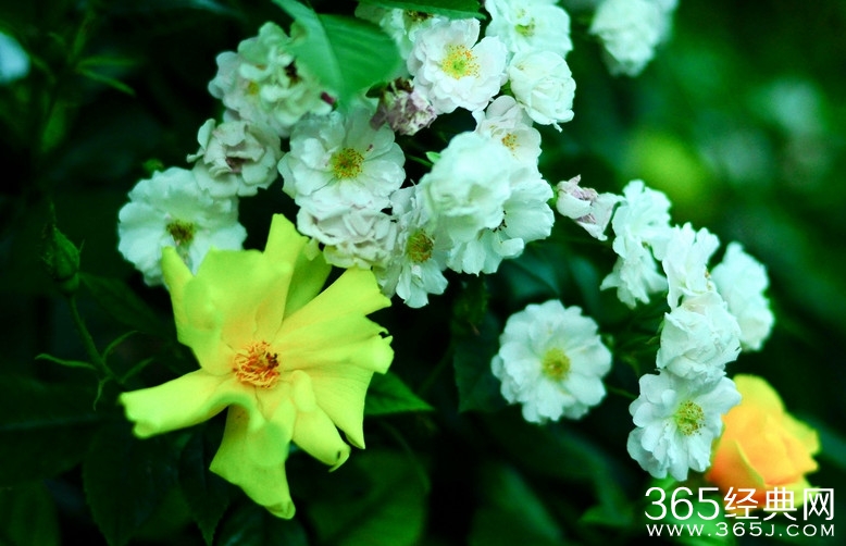 经典美文：生活是什么