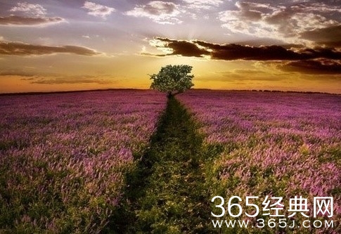 生活or生存,你自己的人生会选哪条路?图片