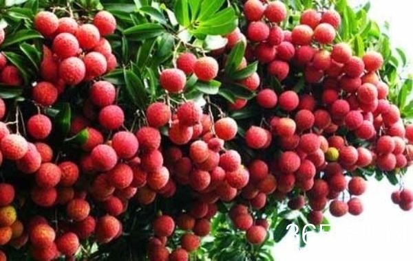 荔枝吃多了会怎么样？荔枝吃多了上火吗？