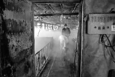 年猪新杀法：铲车杀年猪