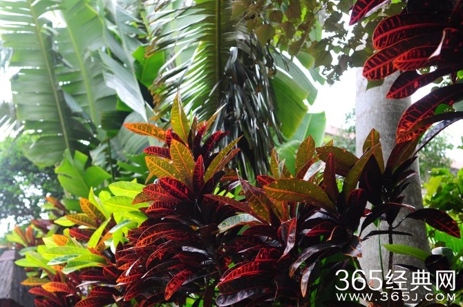 冬季旅游胜地三亚