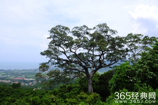 冬季旅游胜地三亚