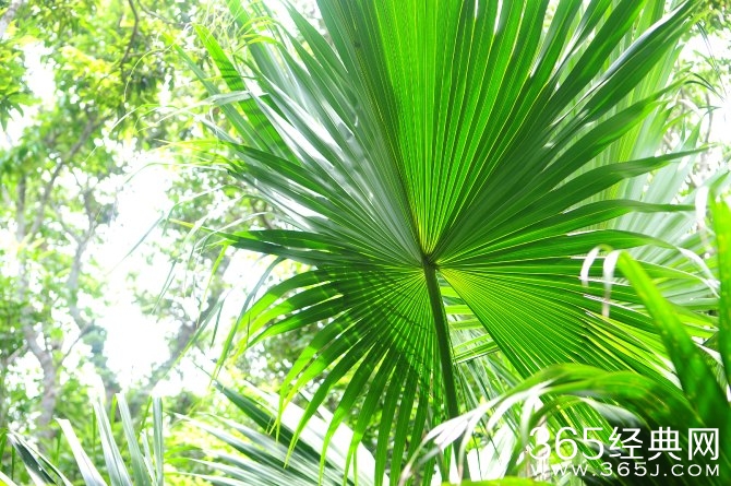 冬季旅游胜地三亚