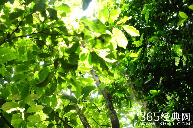 冬季旅游胜地三亚