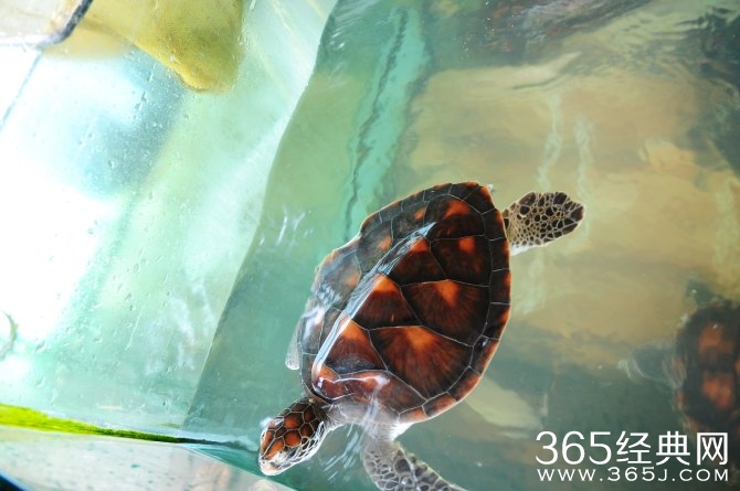 冬季旅游胜地三亚