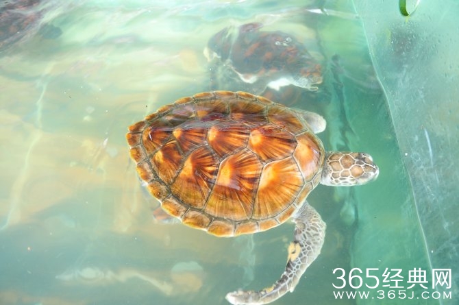 冬季旅游胜地三亚