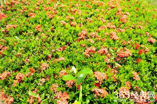 冬季旅游胜地三亚