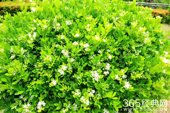 冬季旅游胜地三亚