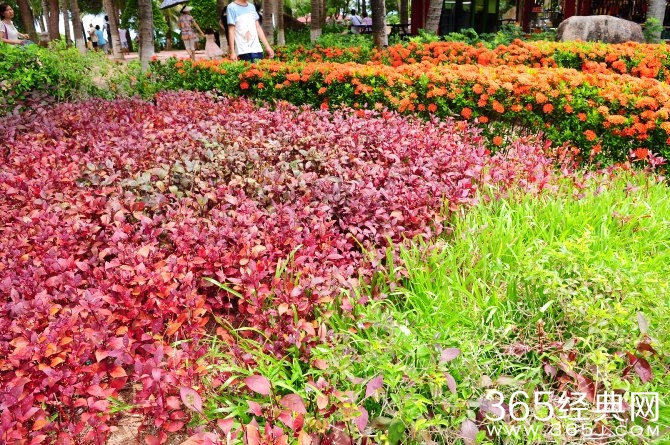 冬季旅游胜地三亚