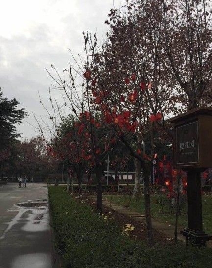 四川一高校校内树上挂上万个红包任人摸