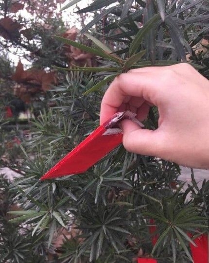 四川一高校校内树上挂上万个红包任人摸