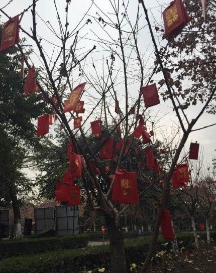 四川一高校校内树上挂上万个红包任人摸