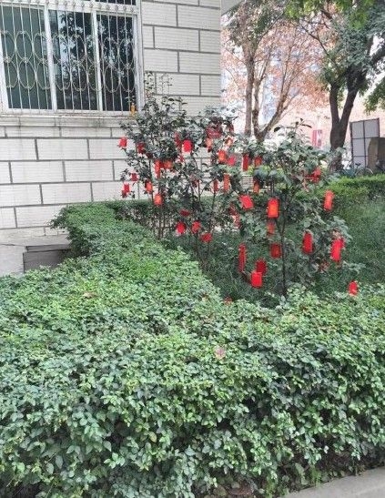 四川一高校校内树上挂上万个红包任人摸