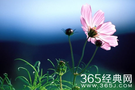 微笑，有时候是一种没有说出口的伤痛