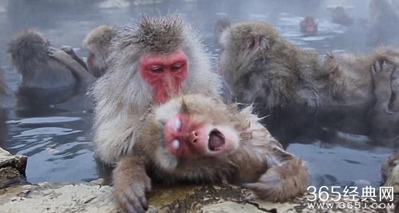 日本雪猴成精了泡温泉 表情无比享受