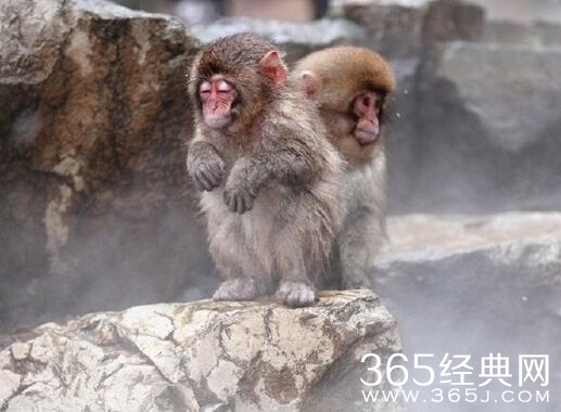 日本雪猴成精了泡温泉 表情无比享受