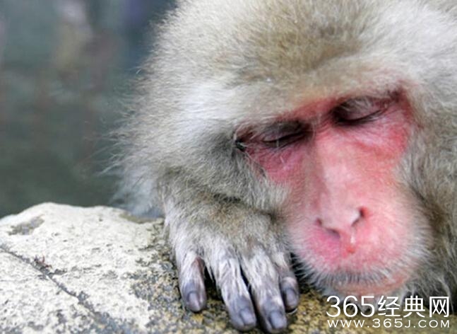 日本雪猴成精了泡温泉 表情无比享受