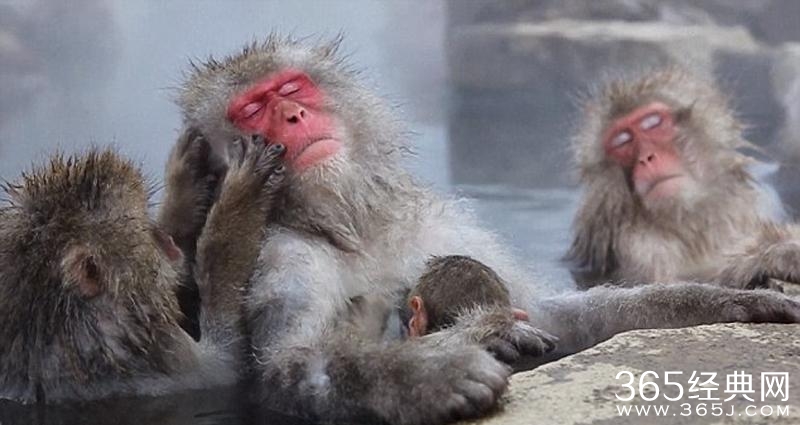 日本雪猴成精了泡温泉 表情无比享受